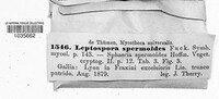 Ruzenia spermoides image